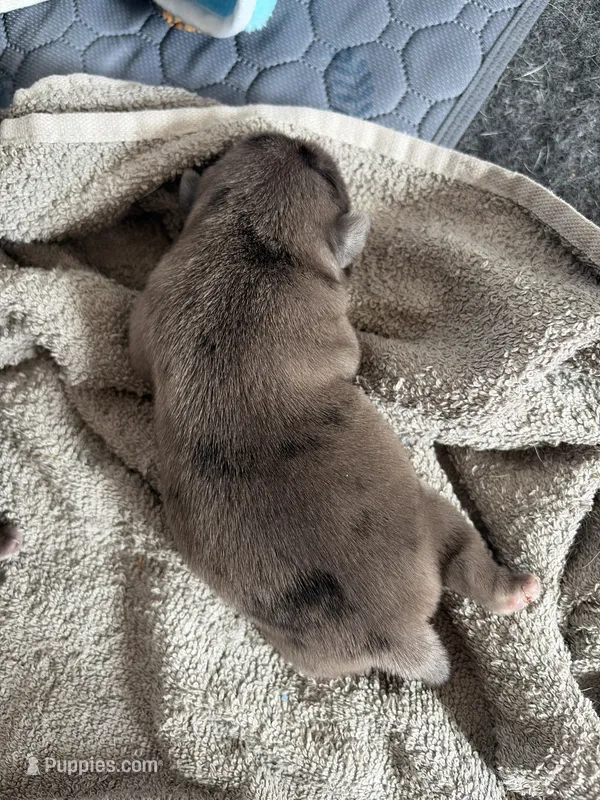 Cappuccino  – Pug puppy for sale in Pompton Lakes, NJ