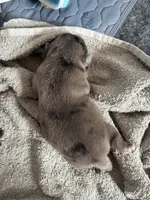 Cappuccino , a male Pug for sale in Pompton Lakes, NJ – 1 of 3