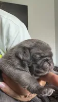 Cappuccino , a male Pug for sale in Pompton Lakes, NJ – 4 of 9