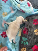 Cookie Dough, a male Pug for sale in Pompton Lakes, NJ – 5 of 6