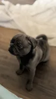 Lollipop, a female Pug for sale in Pompton Lakes, NJ – 4 of 9