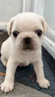 Cookie Dough, a male Pug for sale in Pompton Lakes, NJ – 5 of 10