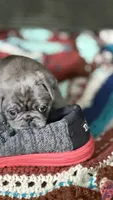 Lollipop, a female Pug for sale in Pompton Lakes, NJ – 2 of 9