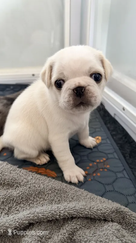 Cookie Dough – Pug puppy for sale in Pompton Lakes, NJ