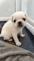 Cookie Dough, a male Pug for sale in Pompton Lakes, NJ – 3 of 10