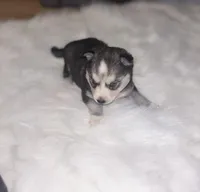 Jasmine, a female Pomsky for sale in Burton, MI – Photo 6 of 10