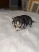 Jasmine, a female Pomsky for sale in Burton, MI – Photo 9 of 10