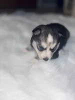 Jasmine, a female Pomsky for sale in Burton, MI – Photo 8 of 10