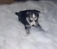 Jasmine, a female Pomsky for sale in Burton, MI – Photo 2 of 10