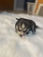 Jasmine, a female Pomsky for sale in Burton, MI – Photo 10 of 10