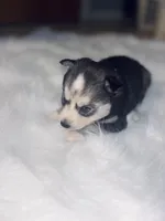 Jasmine, a female Pomsky for sale in Burton, MI – Photo 7 of 10