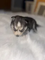 Jasmine, a female Pomsky for sale in Burton, MI – Photo 4 of 10