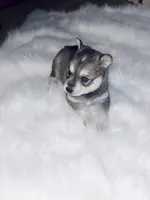 Belle, a female Pomsky for sale in Burton, MI – Photo 10 of 10