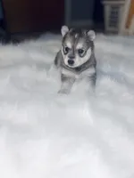 Belle, a female Pomsky for sale in Burton, MI – Photo 3 of 10