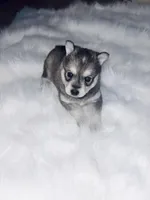 Belle, a female Pomsky for sale in Burton, MI – Photo 8 of 10