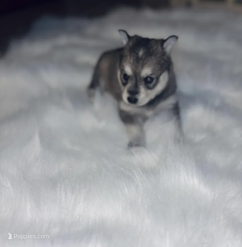 Belle – Pomsky puppy for sale in Burton, MI