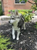 Male micro, a  Pomsky for sale in Burton, MI – Photo 3 of 5