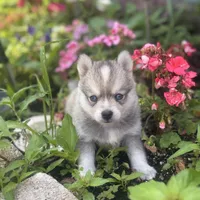 Male micro, a  Pomsky for sale in Burton, MI – Photo 2 of 5