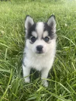 Male micro, a  Pomsky for sale in Burton, MI – Photo 5 of 5
