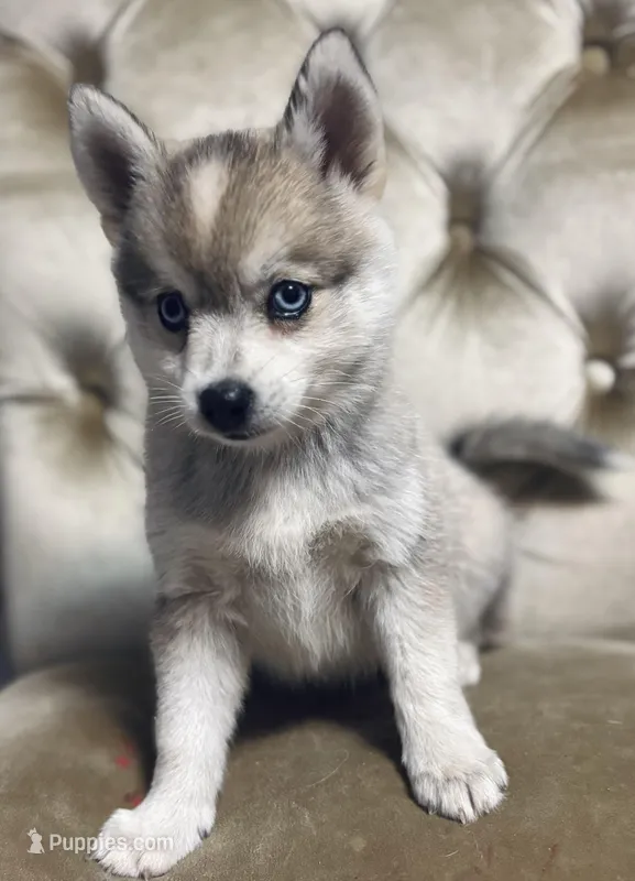 Male micro, a  Pomsky for sale in Burton, MI – Photo 1 of 5