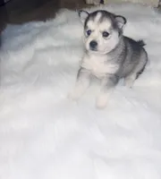 Cinderella, a female Pomsky for sale in Burton, MI – Photo 4 of 10