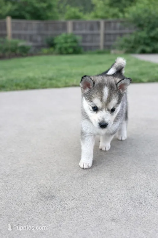 Cinderella – Pomsky puppy for sale in Burton, MI