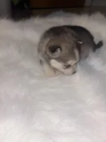 Cinderella, a female Pomsky for sale in Burton, MI – Photo 7 of 10