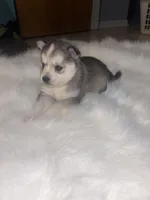 Cinderella, a female Pomsky for sale in Burton, MI – Photo 8 of 10