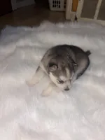 Cinderella, a female Pomsky for sale in Burton, MI – Photo 9 of 10