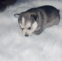 Cinderella, a female Pomsky for sale in Burton, MI – Photo 5 of 10