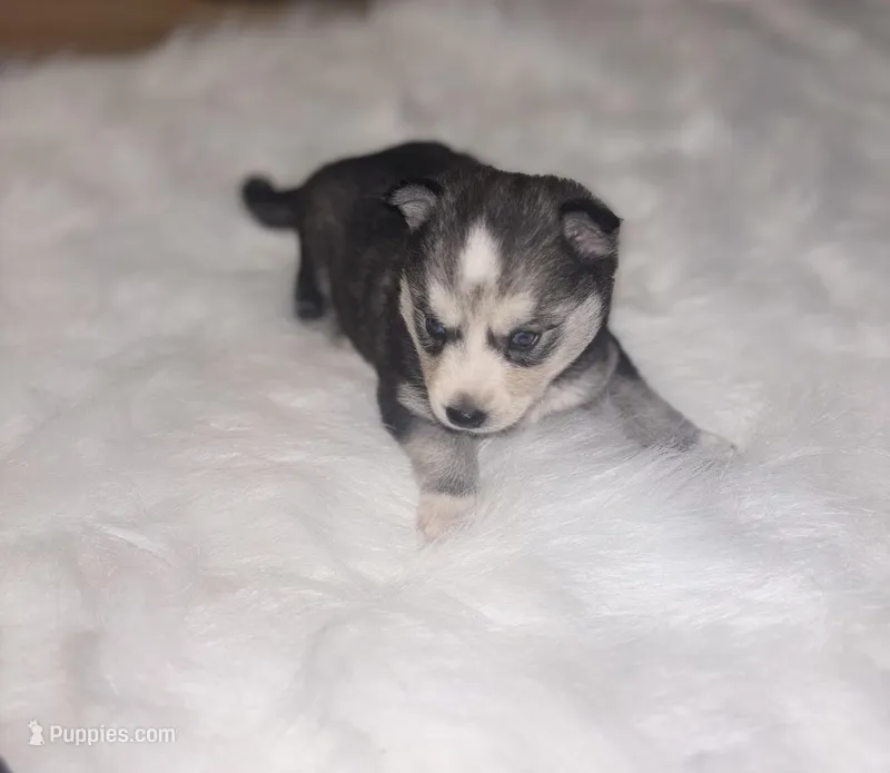 Cinderella, a female Pomsky for sale in Burton, MI – Photo 1 of 10