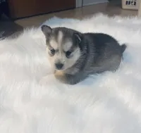 Cinderella, a female Pomsky for sale in Burton, MI – Photo 10 of 10