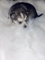 Cinderella, a female Pomsky for sale in Burton, MI – Photo 6 of 10