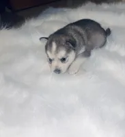 Cinderella, a female Pomsky for sale in Burton, MI – Photo 3 of 10