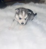 Cinderella, a female Pomsky for sale in Burton, MI – Photo 2 of 10