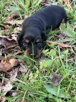 Longhair male 3, a male Miniature Dachshund for sale in Unionville, VA – Photo 2 of 7
