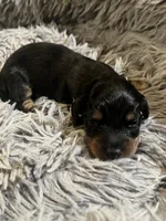 Longhair male 3, a male Miniature Dachshund for sale in Unionville, VA – Photo 6 of 7