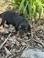Longhair male 3, a male Miniature Dachshund for sale in Unionville, VA – Photo 1 of 7