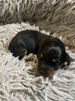 Longhair male 3, a male Miniature Dachshund for sale in Unionville, VA – Photo 7 of 7