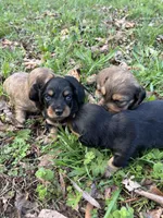Longhair male 3, a male Miniature Dachshund for sale in Unionville, VA – Photo 5 of 7