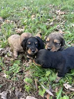 Longhair male 3, a male Miniature Dachshund for sale in Unionville, VA – Photo 4 of 7
