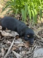 Longhair male 3, a male Miniature Dachshund for sale in Unionville, VA – Photo 3 of 7