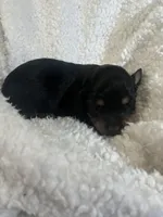 Longhair male 2, a male Miniature Dachshund for sale in Unionville, VA – Photo 6 of 6