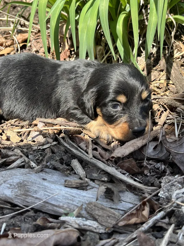 Longhair male 2 – Miniature Dachshund puppy for sale in Unionville, VA
