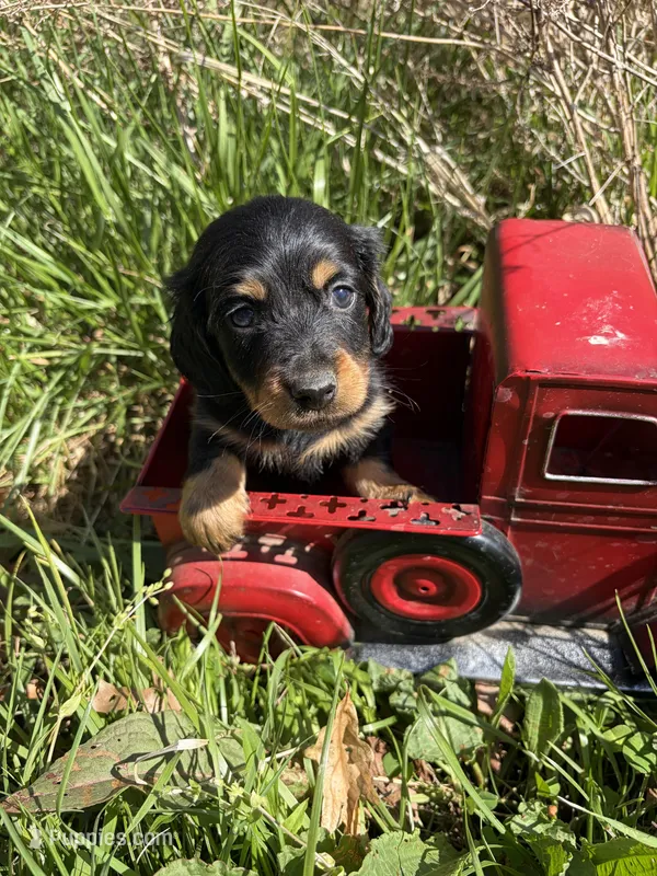 Longhair male 2 – Miniature Dachshund puppy for sale in Unionville, VA