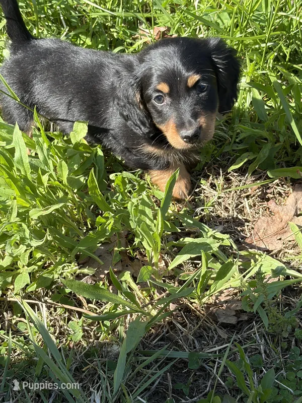 Longhair male 2 – Miniature Dachshund puppy for sale in Unionville, VA
