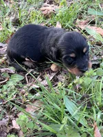 Longhair male 2, a male Miniature Dachshund for sale in Unionville, VA – Photo 4 of 6