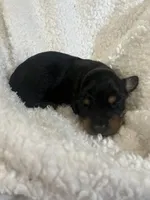 Longhair male 2, a male Miniature Dachshund for sale in Unionville, VA – Photo 5 of 6