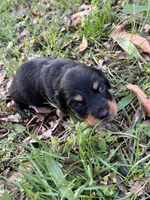 Longhair male 2, a male Miniature Dachshund for sale in Unionville, VA – Photo 3 of 6