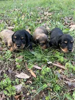 Longhair male 2, a male Miniature Dachshund for sale in Unionville, VA – Photo 2 of 6